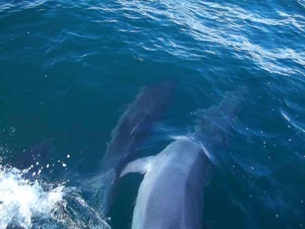 Dolphins and Mackerel Fishing Lyme Regis Dorset