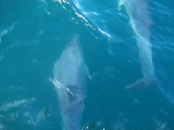 Dolphins and Mackerel Fishing Lyme Regis Dorset