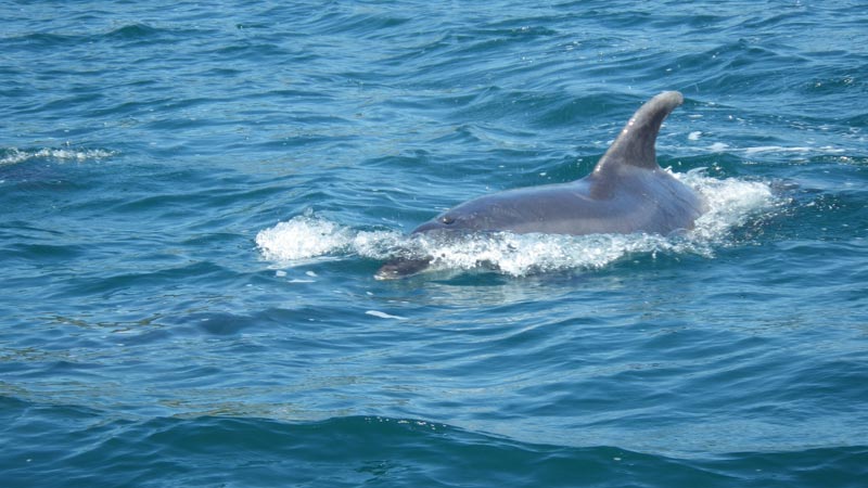 Dolphins in Lyme Bay