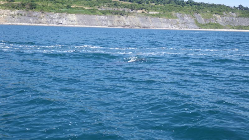 Dolphins Lyme Regis Dorset
