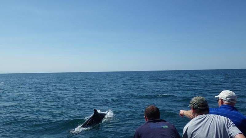 Dolphins Lyme Regis Dorset