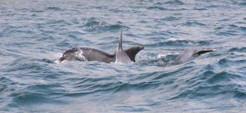 Dorset Dolphins chasing Mackerel Devon