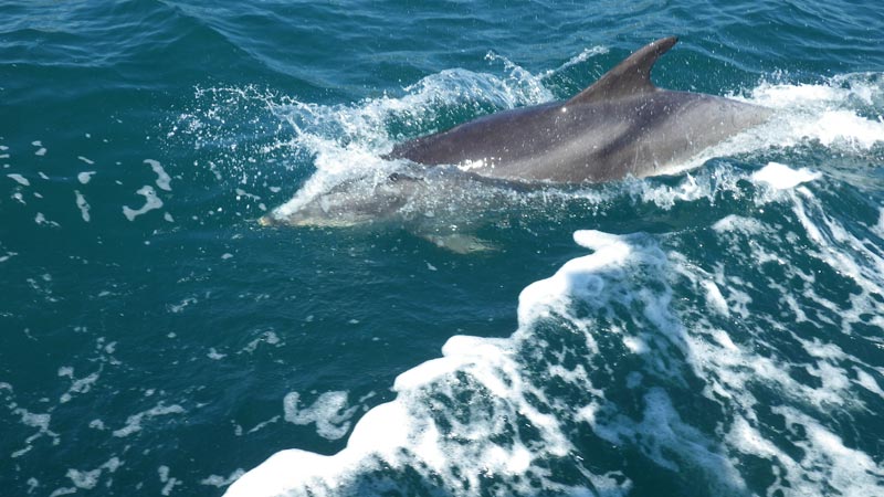 Dorset Dolphins Mackerel Fishing