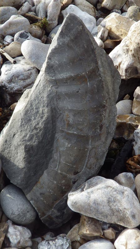 Fossils on the beach Lyme Regis Dorset