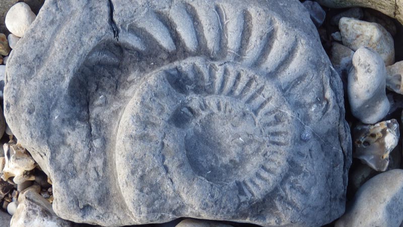 Fossils Lyme Regis Dorset