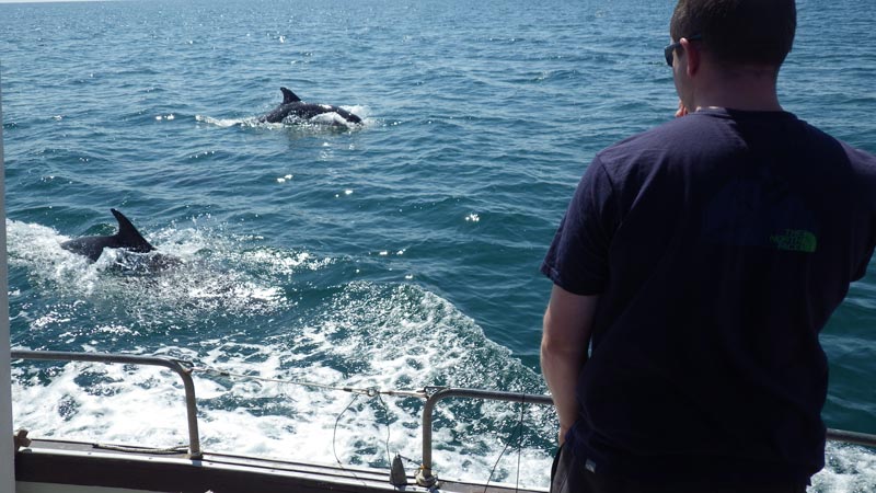 Pair of Dolphins Lyme Regis