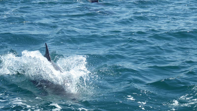 Dolphins seen from the boat